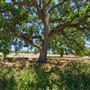 Anderson Marsh State Historic Park (SHP)