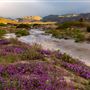 Anza-Borrego Desert State Park (SP)
