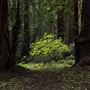 Armstrong Redwoods State Natural Reserve (SNR)