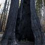 Big Basin Redwoods State Park (SP)