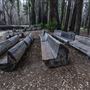 Big Basin Redwoods State Park (SP)