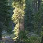 Burton Creek State Park (SP)
