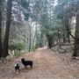 4 Log Cabins and 15 Wooded Acres Near Crestline, CA