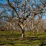 Bidwell-Sacramento River State Park (SP)