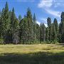 Calaveras Big Trees State Park (SP)