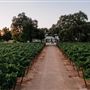 Lodi