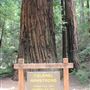 Armstrong Redwoods State Natural Reserve (SNR)