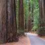 Armstrong Redwoods State Natural Reserve (SNR)