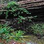Armstrong Redwoods State Natural Reserve (SNR)