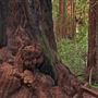 Armstrong Redwoods State Natural Reserve (SNR)