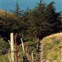 Bodega Bay