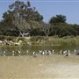 Carpinteria State Beach (SB)