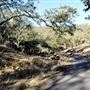 Glen Ellen