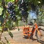 Healdsburg
