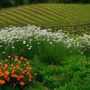 Healdsburg