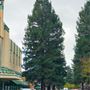 City of Santa Rosa