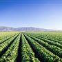 Salinas Valley