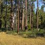 Ward Creek Park Property