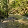 Forest of Nisene Marks State Park (SP), The