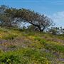Tomales Bay State Park (SP)