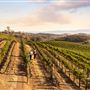 Chalone Vineyard And Winery