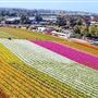 Carlsbad Flower Fields