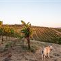 Cline Cellars