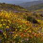 Onyx Ranch State Vehicular Recreation Area (SVRA)