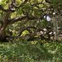 Los Osos Oaks State Natural Reserve (SNR)