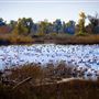 Gray Lodge Wildlife Area - California Department of Fish & Wildlife (CDFW)