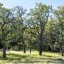 Fremont Peak State Park (SP)