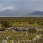 Ocotillo Wells State Vehicular Recreation Area (SVRA)