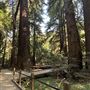 Pfeiffer Big Sur State Park (SP)