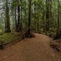 Henry Cowell Redwoods State Park (SP)