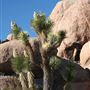 Yucca Valley