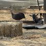 North Fork Ranch - Ventura County