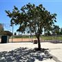 Hemingway Park - City of Carson