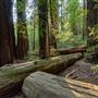 John B. Dewitt Redwoods State National Reserve (SNR)