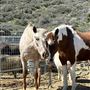 Animal Party Rescue and Sanctuary