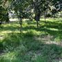 Descanso Gardens