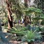 Descanso Gardens