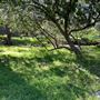 Descanso Gardens