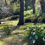 Descanso Gardens