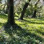 Descanso Gardens