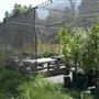 Descanso Gardens