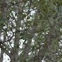 Crystal Lake Recreation Area / Campground - Angeles National Forest
