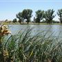 Mojave Narrows Regional Park