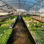 Clearwater Color Nursery