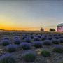 California Lavender Honey Farm