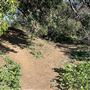 Griffith Park Redwoods - Cedar Grove